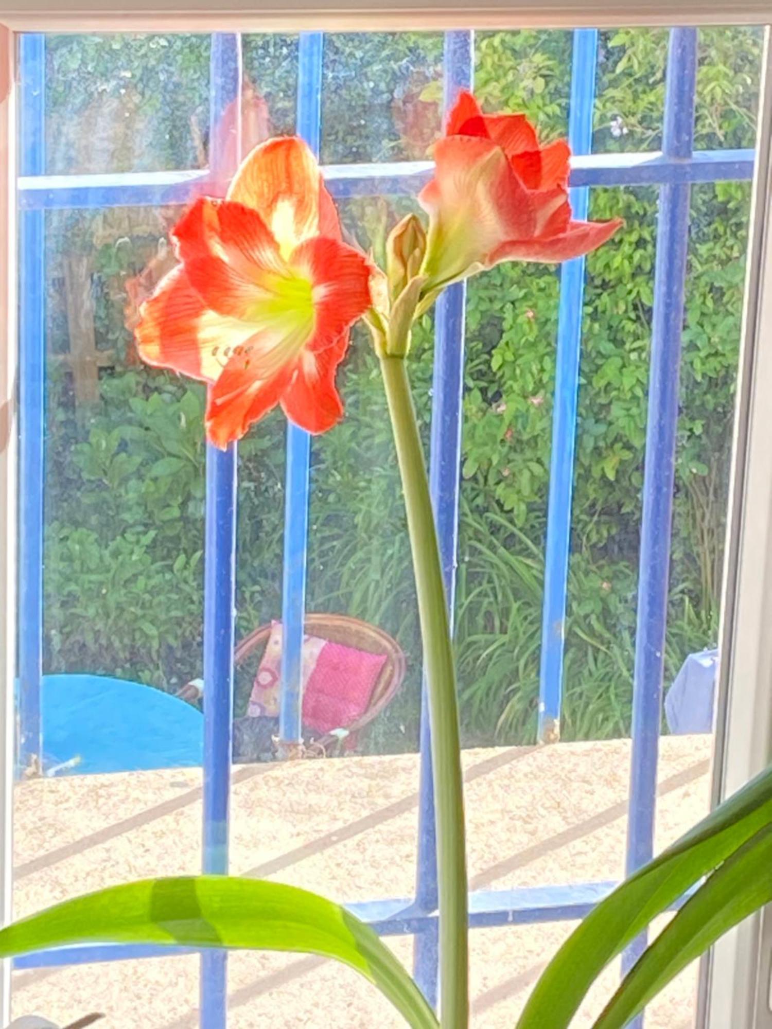 Haut De Jardin Dans Une Maison Dijon Extérieur photo